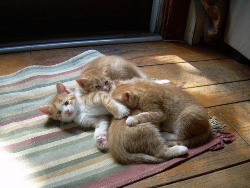 MostlyCatsMostly