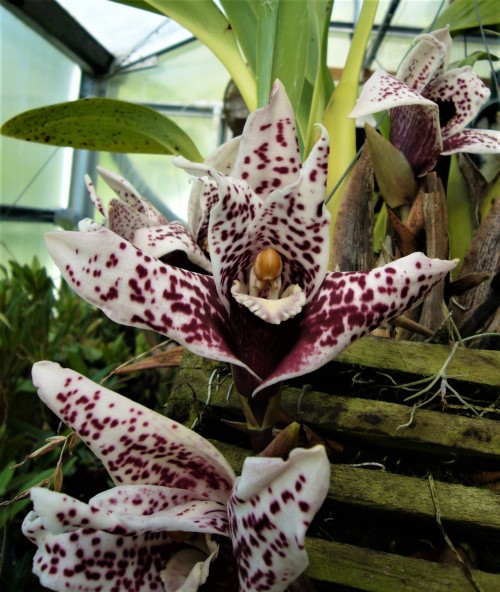 orchid-a-day:  Maxillaria sanderianaSyn.: 