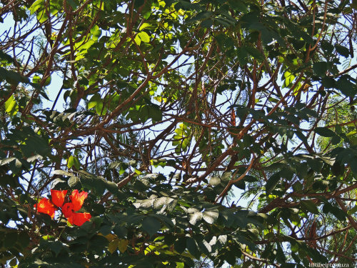 06.Julho.2013 Viagens f/4.5; 1/500s; ISO-280; DF: 30mm (foto editada) HRibeiroSouza