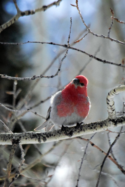 Coucou. Pine grosbeak (male). Photos by Amber MaitrejeanIt’s almost time for the Great Backyard Bird