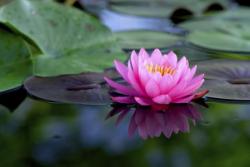 havekat: sixpenceee:  The lotus flower is a beautiful flower that can be found all over the world. But at first the lotus is surrounded by mud and muck and by fish, by insects, and simply dirty, rough conditions Despite these conditions, the lotus flower