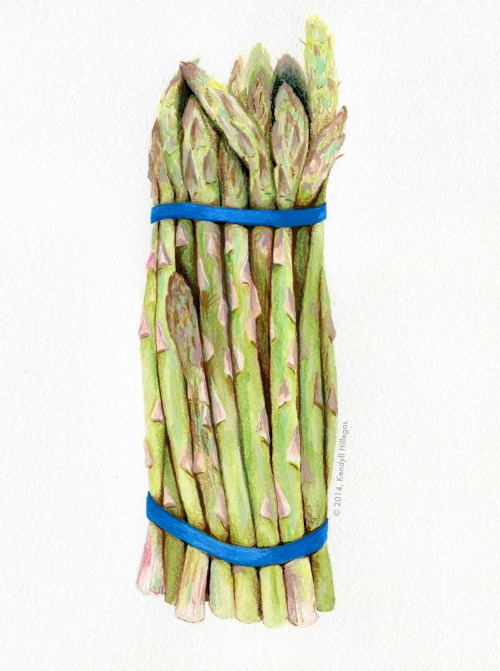 kendyllhillegas:  Asparagus, 2014 | by Kendyll Hillegas 9 x 12 | Watercolor pencil, gouache, soft core pencil and Sharpie on cold press