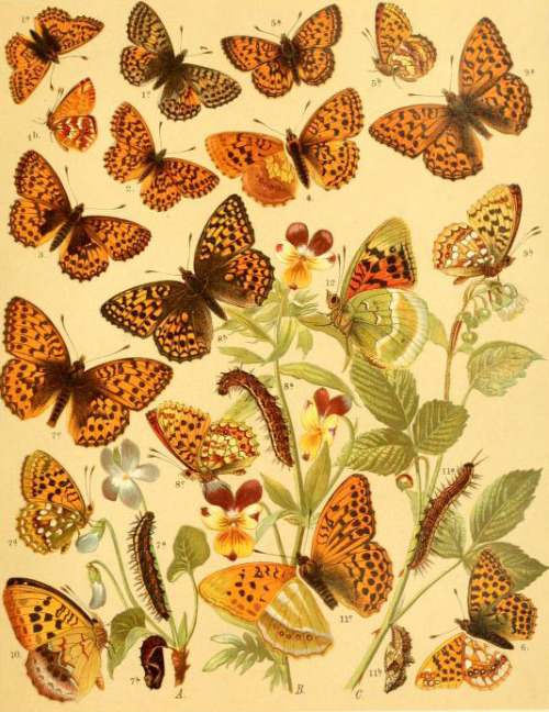 heaveninawildflower:Illustrations of Lepidoptera (Argynnis) from Fr. Berge’s ‘Schmetterl