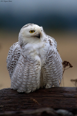 fat-birds:  Snowy Owl (Bubo scandiacus) by