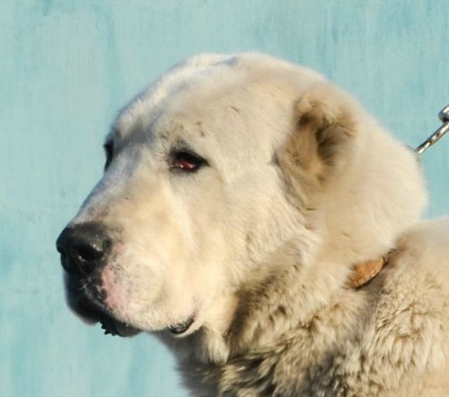 livestockguardiangod: Barys Bogaturov, Central Asian Shepherd, source