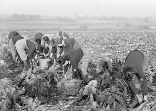 Women&rsquo;s Land Army training at the WLA training centre at Cannington Farm, Somerset (England, c