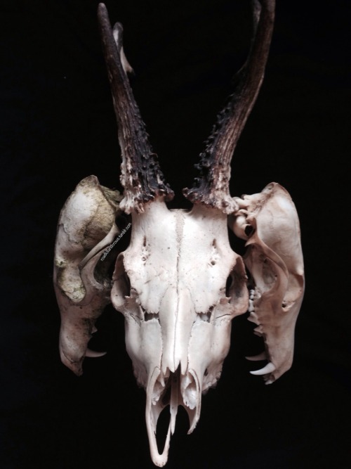 roadkillandcrows:Some of my skulls.