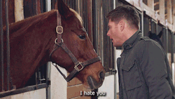 onyxya:  casbuttassemble:  mumfordness:  dean winchester ladies and gentlemen  can we just…loOK HOW SAD THE HORSE LOOKS  Well would you be sad if he said that to you?!  I found this incredibly funny considering Jensen loves horses.