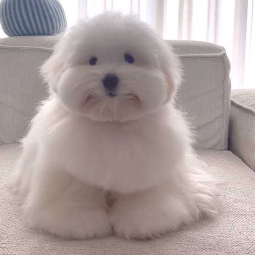 A small white dog.