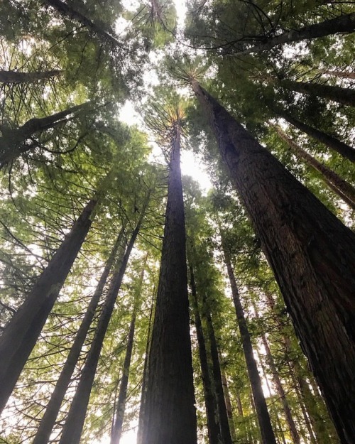 Wishing I were back here.. lost in the trees, instead of my own thoughts (at Californian Redwood For
