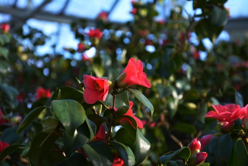 Camellia japonica, Schlosspark Pillnitz, March 2019The Camellia is more than 230 years old, one of t