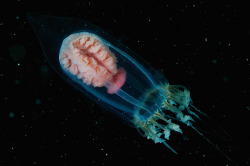 libutron:  Jellyfish - Neoturris pileata Medusae of the hydrozoan Neoturris pileata (Anthoathecata - Pandeiidae) are identifiable by their bell-shaped umbrella, higher than wide, with variable solid apical projection, and also by the structure of the