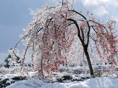 behind-the-musgo: Frozen cherry