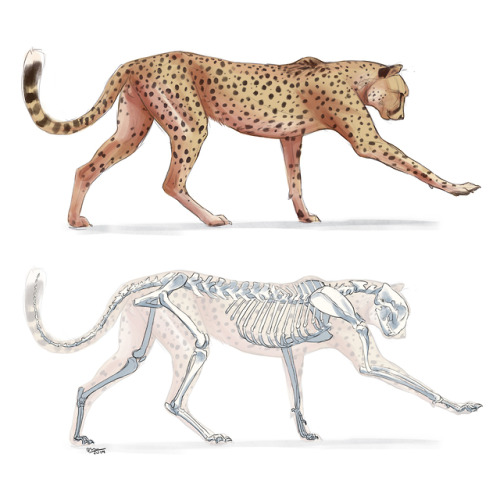 Cheetah study.