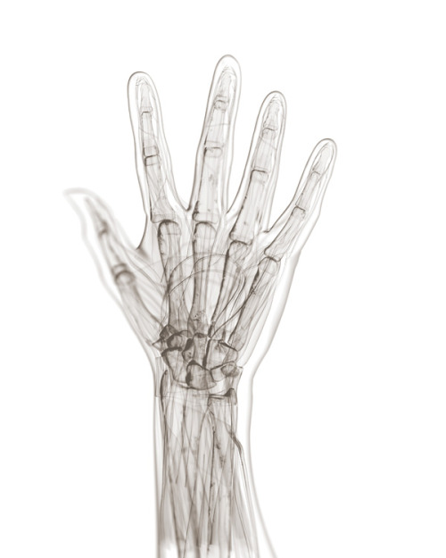 Comparative Illustrations Of Hands For National Geographic Magazine ByBryan Christie Design