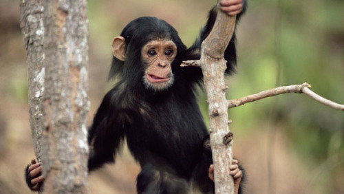 the-personal-quotes:  feeling sad? look at this baby animal blog!