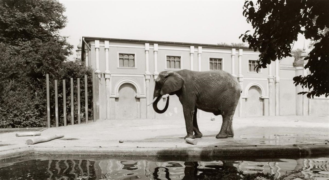 grupaok:  Candida Höfer, Eberswalde 1944 Zoologischer Garten, Köln (Zoological