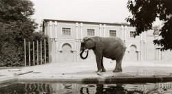 Grupaok:  Candida Höfer, Eberswalde 1944 Zoologischer Garten, Köln (Zoological