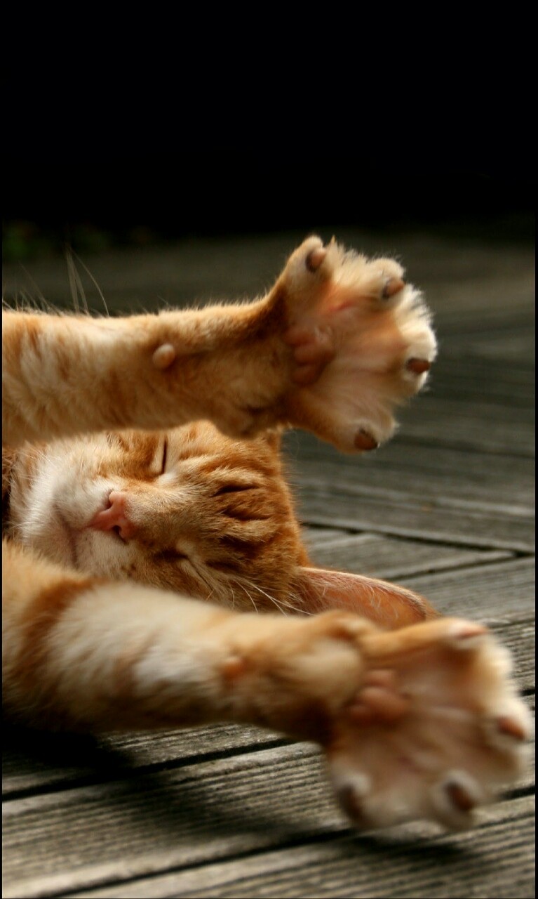 nocturna7:  Night night…🐱🐺😽🌃🌓🌟🌛