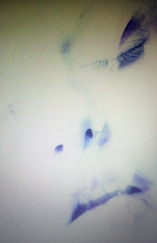 TRANSPARENT