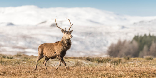 Red Deer - Corrieyairack Pass, Highlands, Scotland - Tony Enticknap