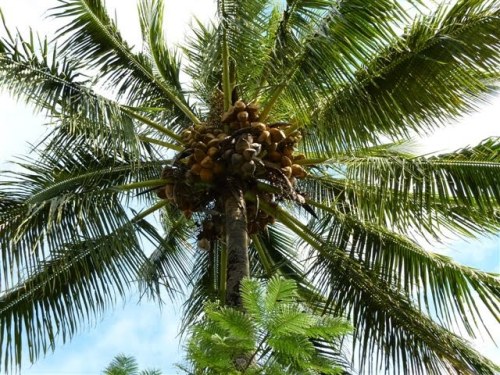 oceanmotions: oceaniatropics: coconut palms, ella bay, queensland, australia o c e a n m o t i o n s