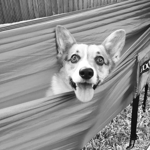 Hanging out in #zoesbackyard in my hammock!