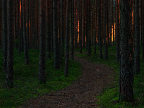 johaneichhorn: forest sunset