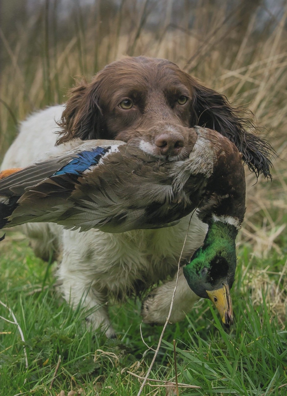 4pawsmagraw:  Spaniel hunting… 