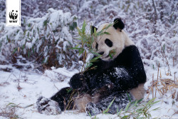 wwfdeutschland:  Der Große Panda macht im Gegensatz zu anderen Bären keinen Winterschlaf. Stattdessen macht er sich auf den Weg, wenn es kalt wird. Wohin? ►►► www.wwf.de/tiere-im-winter 