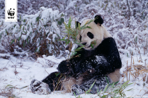 XXX wwfdeutschland:  Der Große Panda macht im photo