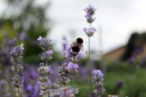 elkinei: bumblebees love lavender