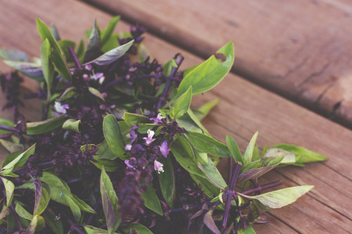 Pinching thai basil flowers.