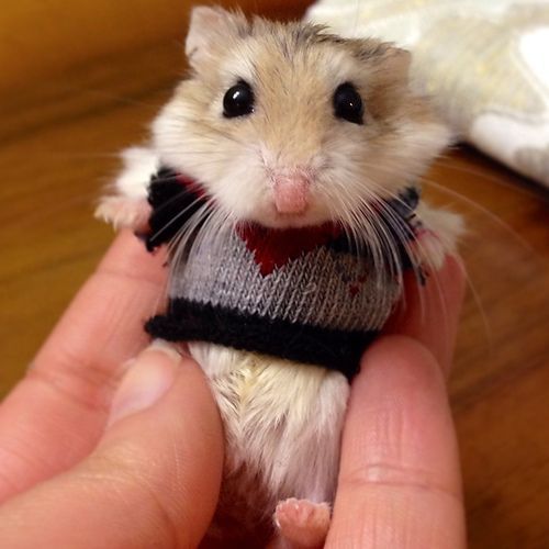 A hamster wearing a sweater. porn pictures