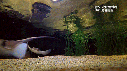 Happy Halloween! You’re Not Likely To Spot A Bat Ray Trick Or Treating Unless You Live In An Estuary,