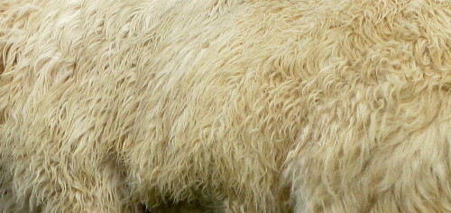 oakapples:Coats of some British and Icelandic sheep breeds:Greyface Dartmoor; Cheviot; Icelandic; Be