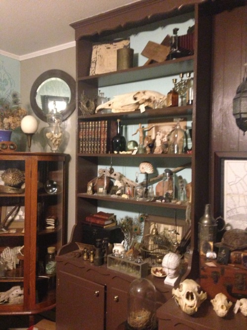 parrotsandpearls:My study The equine skull in the first picture is the zebra skull I just got today 