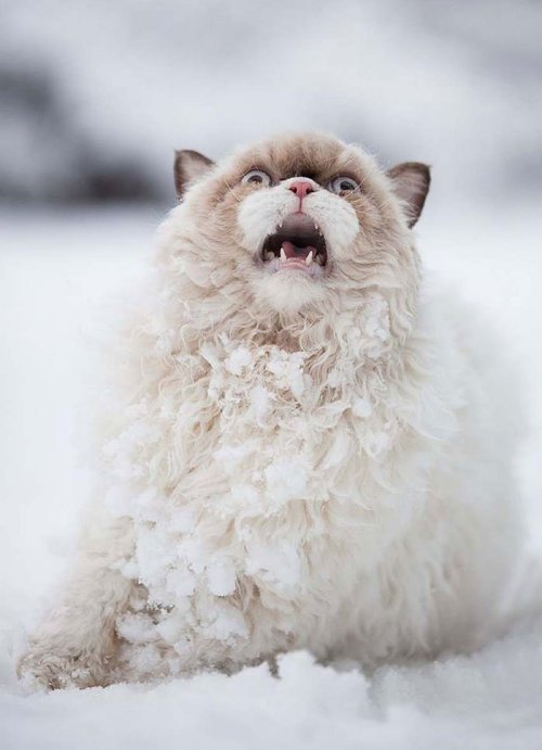 keanureevesinpointbreak: cutecornflakes: Cat’s first impressions of the snow this is my winter