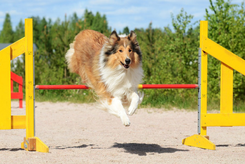 rough collie