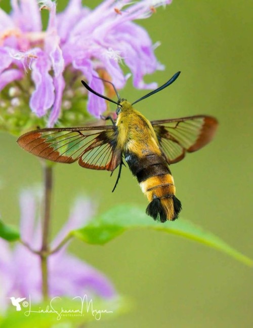 The Hummingbird Hawk-moth (Macroglossum Stellatarum) Is A Species Of Hawk Moth Found Across Temperate