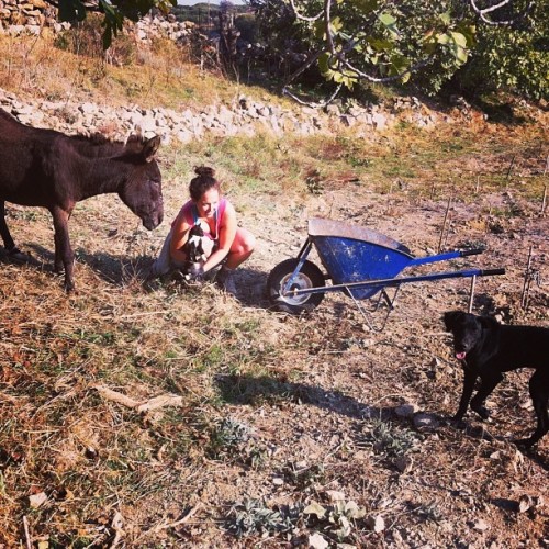 #kittens and #puppies and #donkies oh my #farmlife