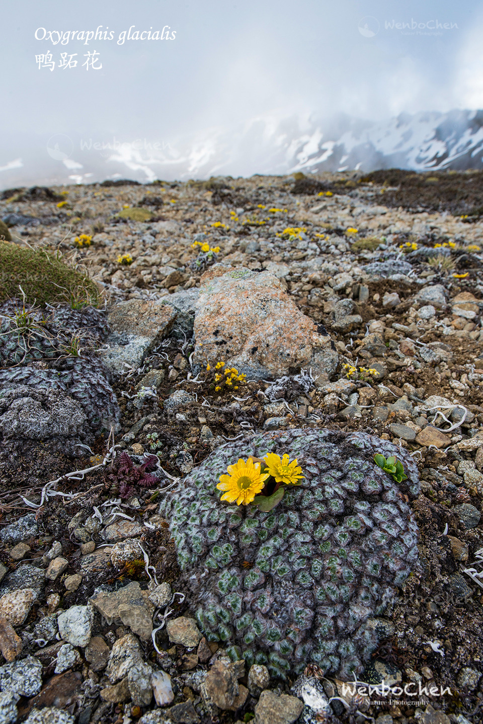 Oxygraphis glacialis grows out of a Chionocharis hookeri. Cushion plants like Chionocharis spp. maintain a higher temperature in their cushion than the outside environment in the alpine region, some cheeky plants decide to take advantage of that. Mt....