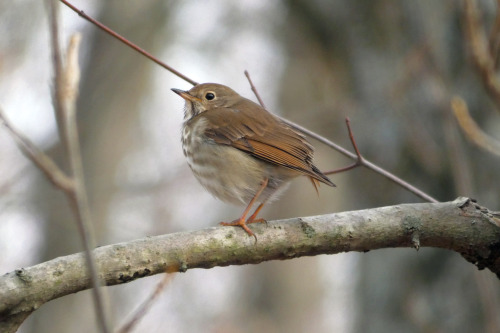 Seems to have lost its tail feathers.  Was doing fine without them.Hermit Thrush (Catharus guttatus)