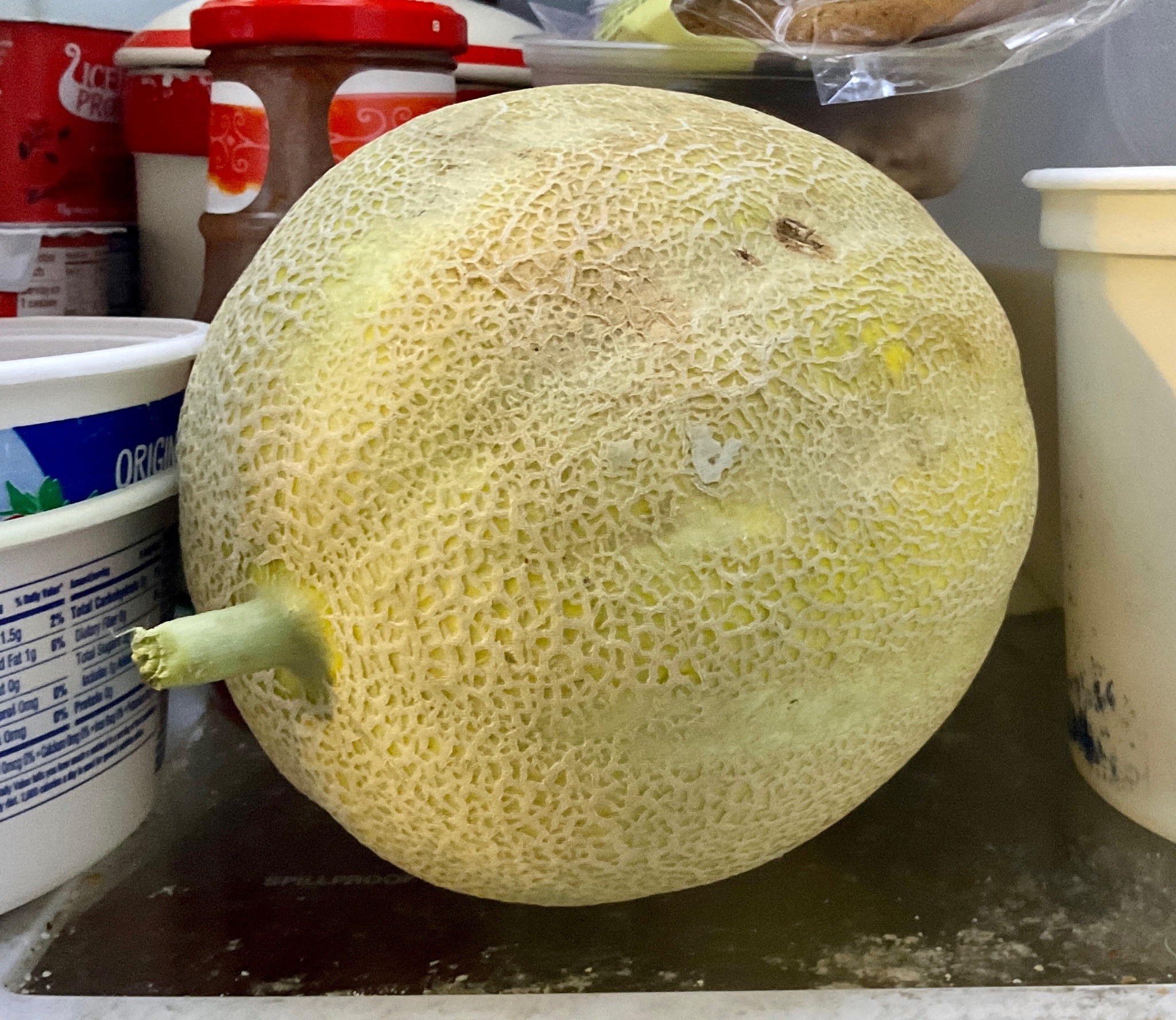 A cluttered refrigerator shelf, on which sits a large, ripe honeydew-type melon with a little stub of stem still attached.