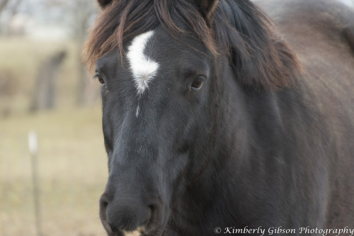 I had so much fun going to Swalley Farms and spending an early afternoon taking photos of the horses
