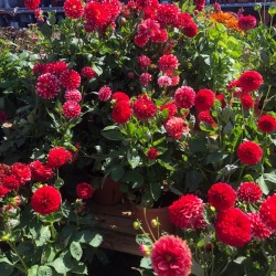 leucisms:we went to the garden centre today &amp; i met some tiny bug friends 🐛🐞🐜🐝🌷💛