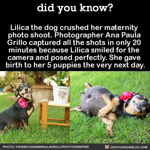 blackgirlsrpretty2:  did-you-kno:  Lilica the dog crushed her maternity  photo shoot.