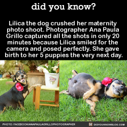 Blackgirlsrpretty2:  Did-You-Kno:  Lilica The Dog Crushed Her Maternity  Photo Shoot.