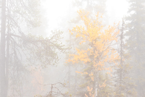 tiinatormanenphotography: What a misty autumn. It’s been super foggy around the clock almost 2