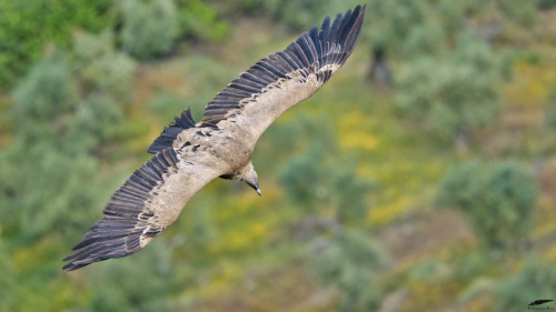 Griffon Vulture - Grifo (Gyps fulvus)Figueira de Castelo Rodrigo-Freixo de Espada à Cinta/Portugal (